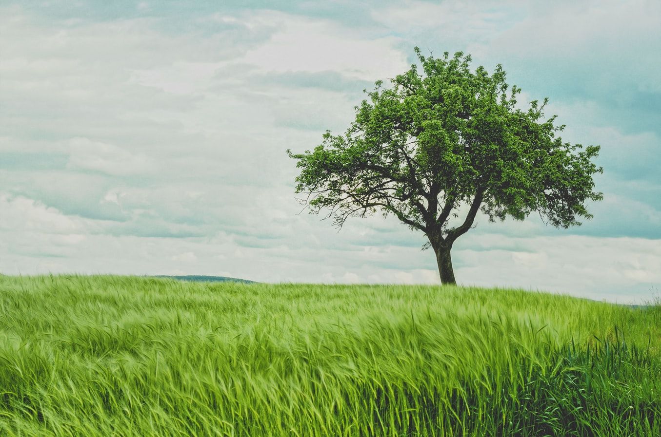 Ein einzelner Baum steht majestätisch in einer weitläufigen, grünen Wiese unter einem bewölkten Himmel.